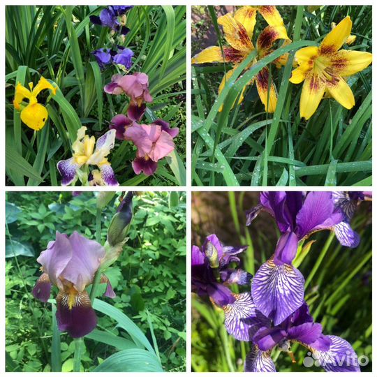 Садовые растения и цветы