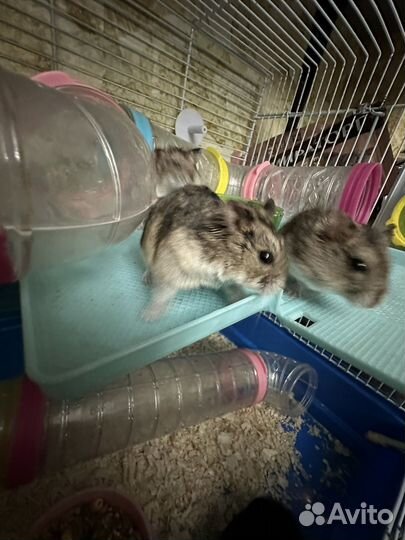 Джунгарский хомяк