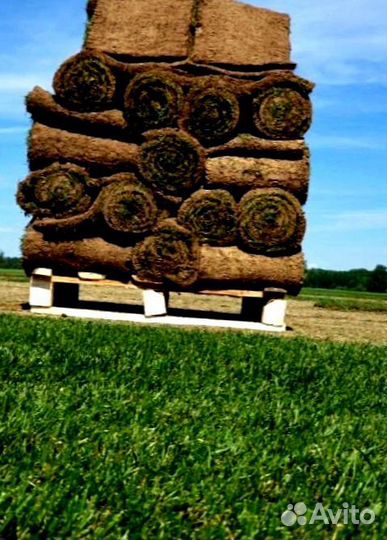 Рулонный газон от производителя