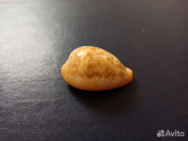 Морская раковина