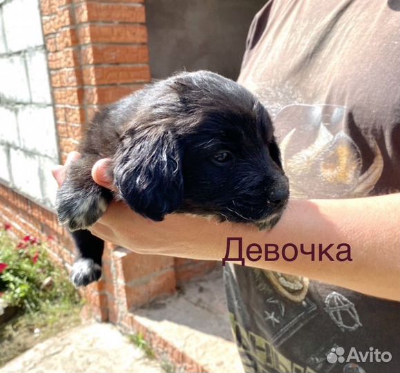 Собаки щенки шпиц+русский спаниель