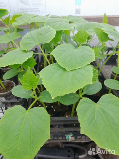 Рассада огурцов