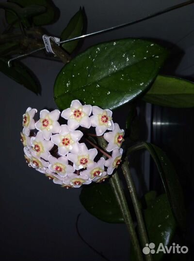 Хойя отростки