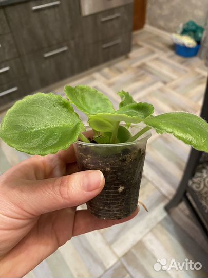 Детки сортовых фиалок