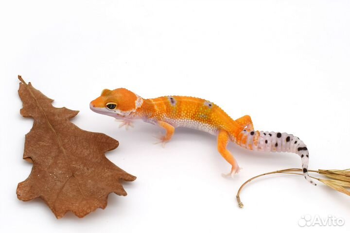 Эублефары сезон 2023