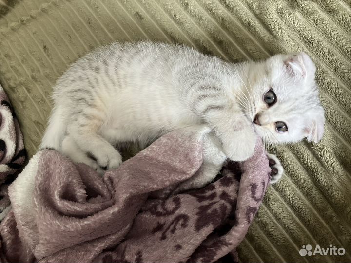 Котята скотиш фолд