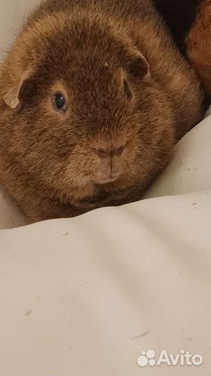 Морские свинки породы тедди- однополая пара