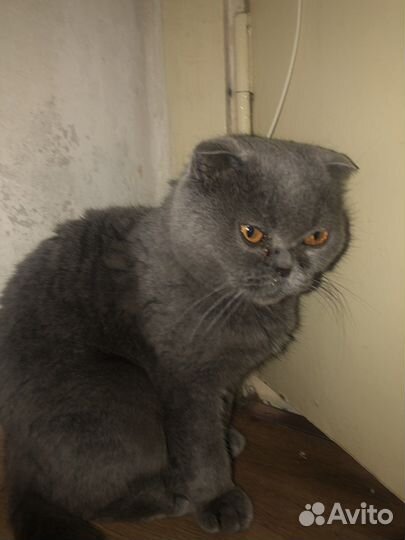 Шотландская вислоухая