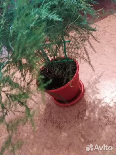 Аспарагус перистый