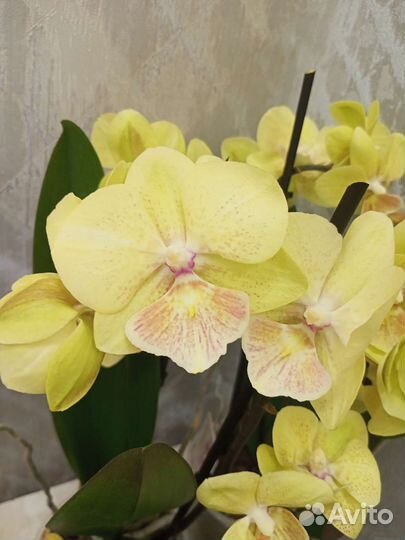 Орхидея Биг-Лип желтая отцвела