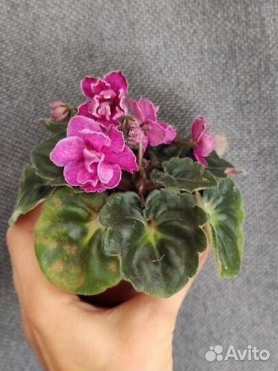 Фиалка Ma's Melody Girl