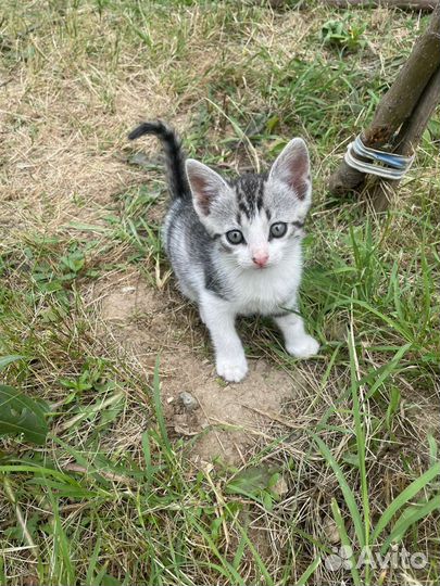 Кошки в добрые руки бесплатно