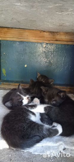 Котята в добрые руки бесплатно