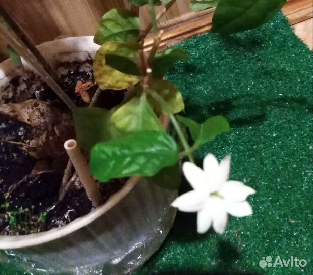 Жасмин комнатный