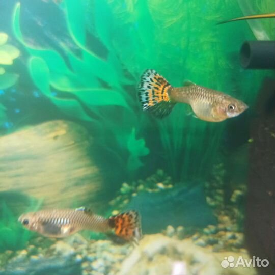 Рыбки Гуппи