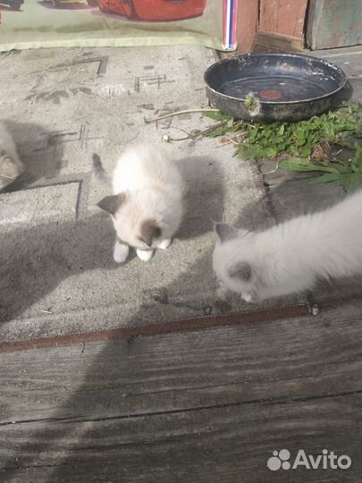 Кошка в дар бесплатно