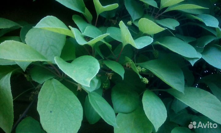 Лимонник китайский