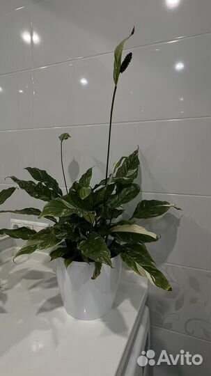 Спатифиллум женское счастье