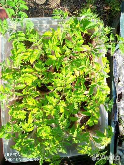 Рассада разная