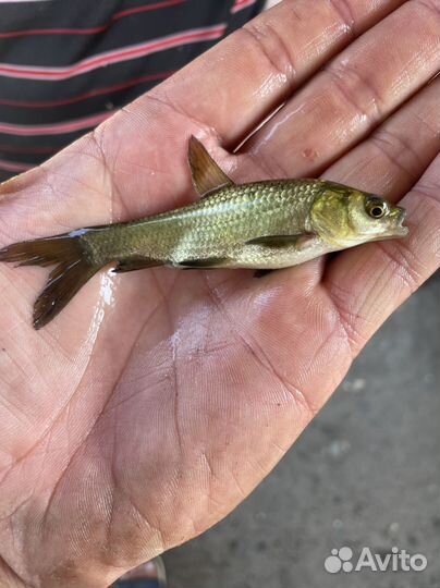 Продается рыба на зарыбление