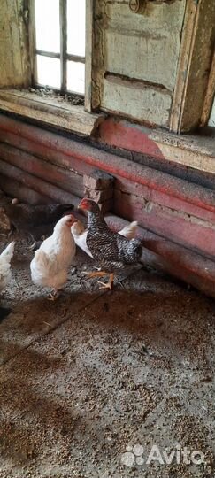 Петухи молодые, 5-6 месячные. 500р
