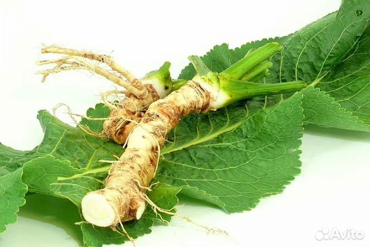 Корень хрена