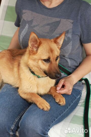 Коротколапый лисенок