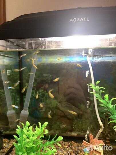 Рыбки гуппи