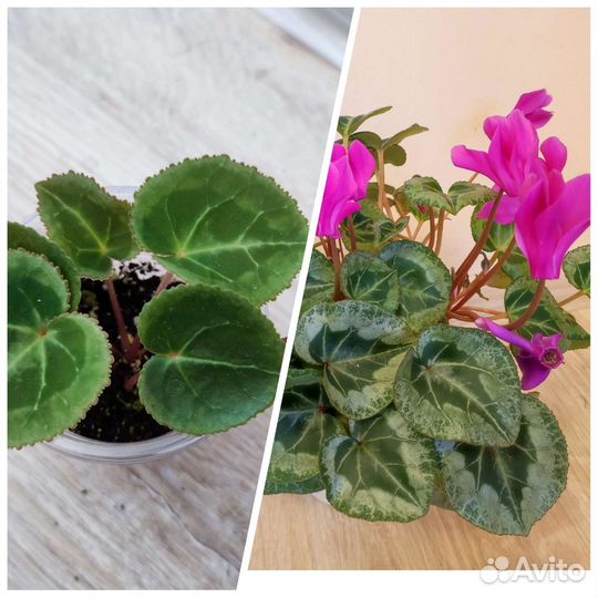 Фиалки, Фикусы, Цикламены, Аглаонема, Пеларгонии