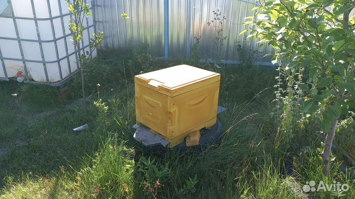 Пчелы с ульями