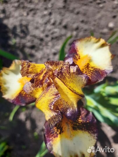 Ирисы карликовые