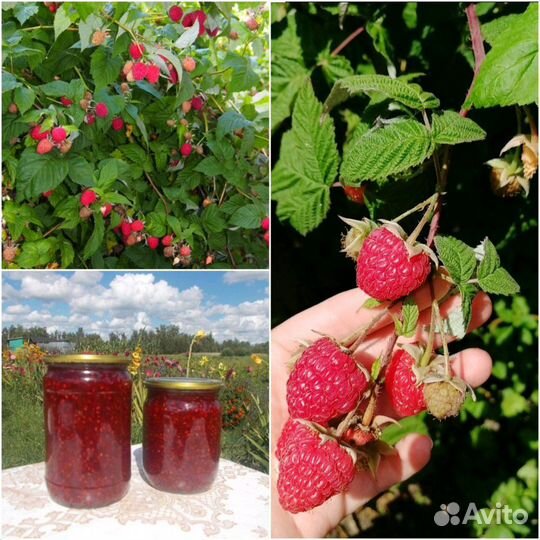 Малиновое варенье