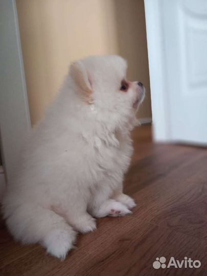 Померанский шпиц