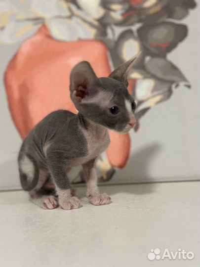 Два донских сфинкса