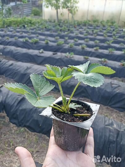 Клубника ремонтантная