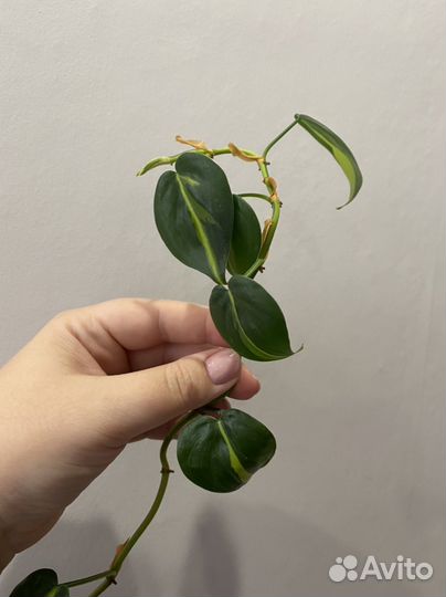 Филодендрон