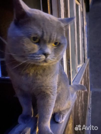 Британский кот для вязки