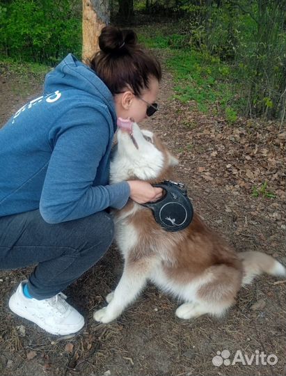 Индивидуальная домашняя передержка в частном доме
