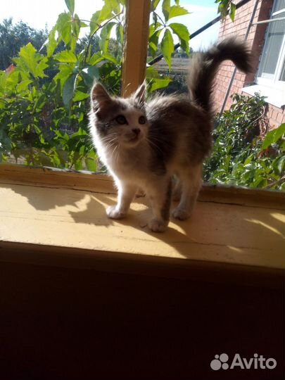 Котенок ищет хозяина