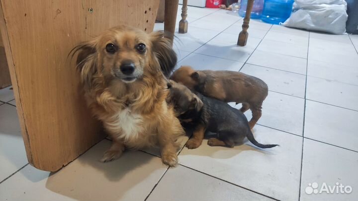 Щенята мелкой породы