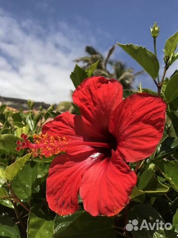 Гибискус-Китайская Роза