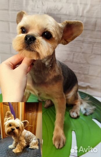 Груминг стрижка собак