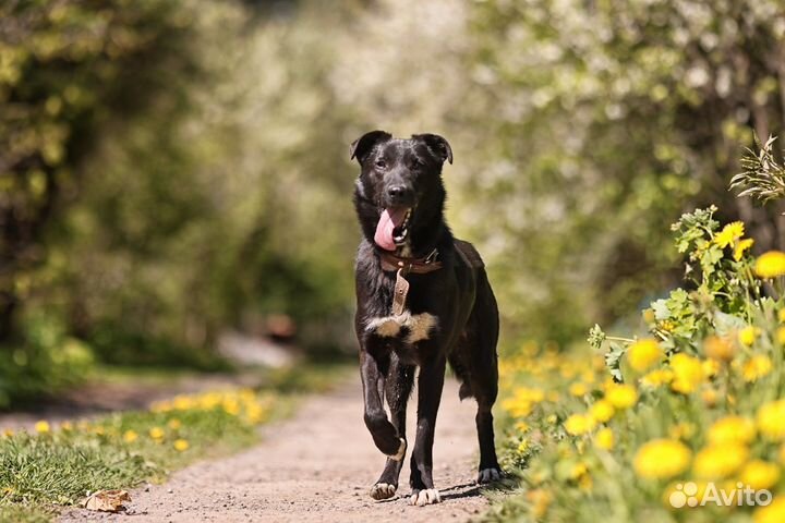Собака в добрые руки отдам бесплатно