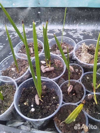 Финиковая пальма