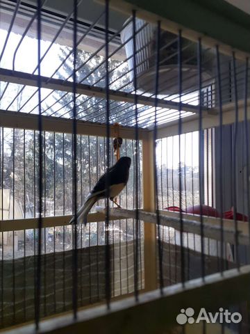 Кенара и канарейки