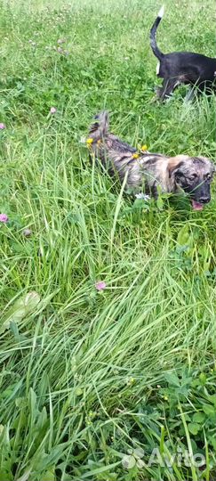 Девочка подросток