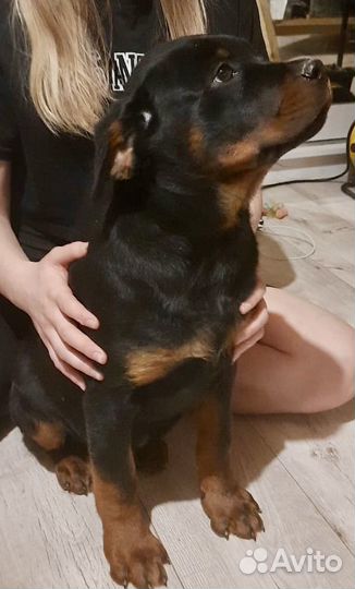 Щенки ротвейлера