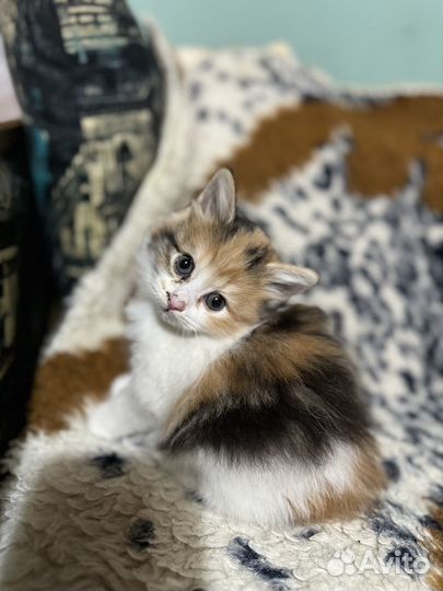 Курильский бобтейл