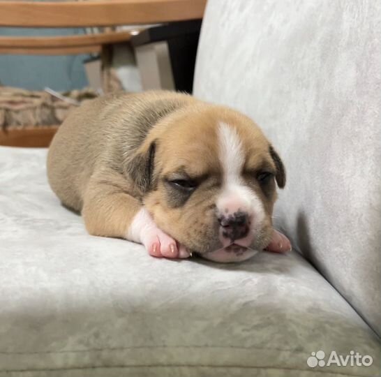 Бронирование крупных щенков амстаф терьера