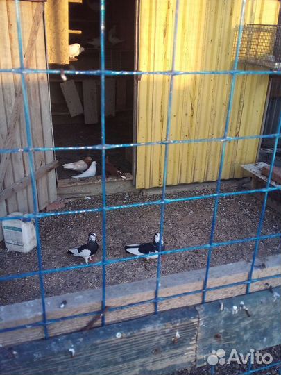 Продажа голубей